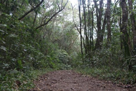 IAT fecha três parques da região de Curitiba por causa do mau tempo