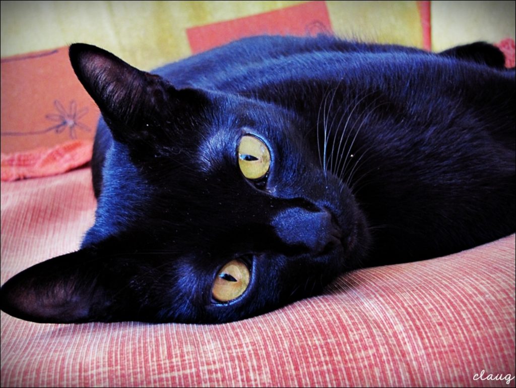 27 de outubro: Dia Mundial da Conscientização pelo Gato Preto