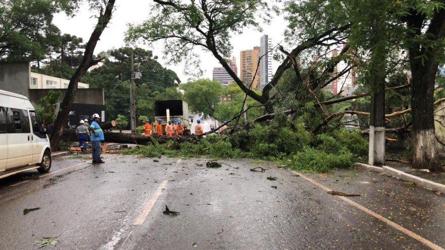 Queda de árvore é registrada no Bairro Country e via fica interditada