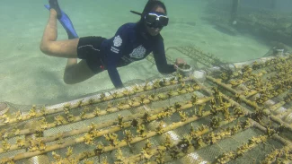 Projeto alia restauração de corais e turismo sustentável em Pernambuco Projeto alia restauração de corais e turismo sustentável em Pernambuco