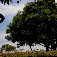 Imagem referente a Dia do Saci: professores e artistas resgatam guardião da floresta