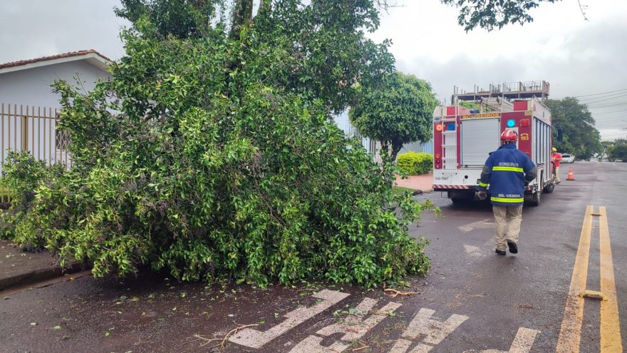 Queda de árvore mobiliza Corpo de Bombeiros ao Bairro São Cristóvão
