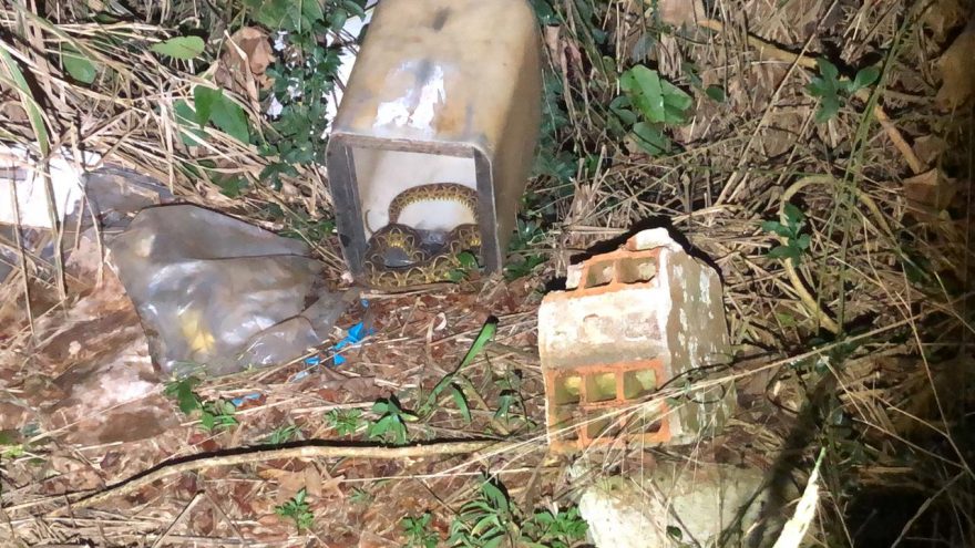 Amiga? Jararaca é encontrada em residência no Cascavel Velho