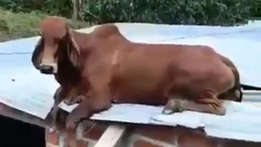 Bezerro é flagrado tomando sol em cima de casa na Colômbia