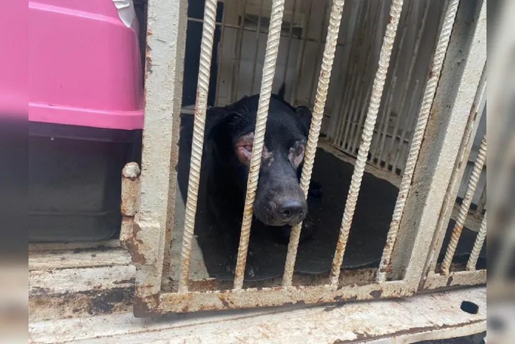 Maus-tratos: mulher vai embora e abandona cachorros em Apucarana