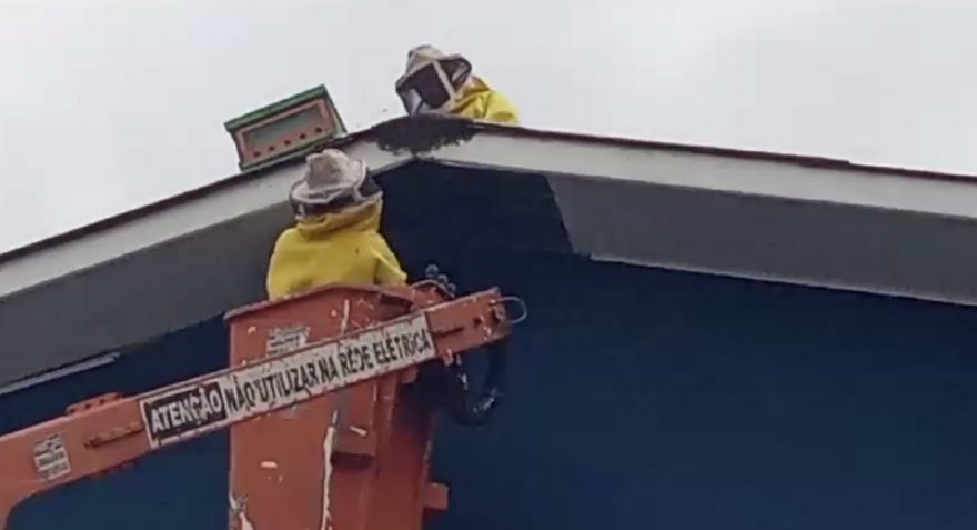 Utilizando um guincho, Defesa Civil retira enxame de abelhas no Pacaembu