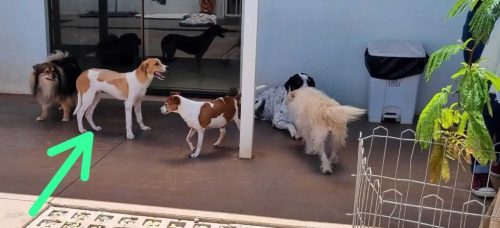 Cachorro desapareceu no bairro Neva Imagem referente a Cachorro desapareceu no bairro Neva
