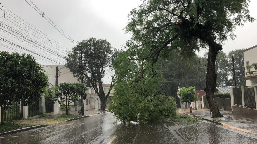 Galho de árvore fica pendurado e impede trânsito na Rua Sete de Setembro