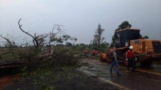 Temporal deixa rodovias interditadas após queda de árvores
