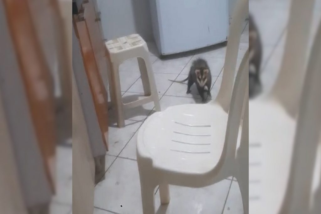 Mulher encontra Gambá em casa e tem trabalho para expulsá-lo