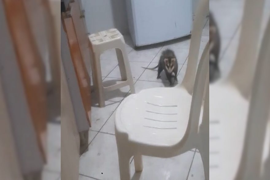 Mulher encontra Gambá em casa e tem trabalho para expulsá-lo