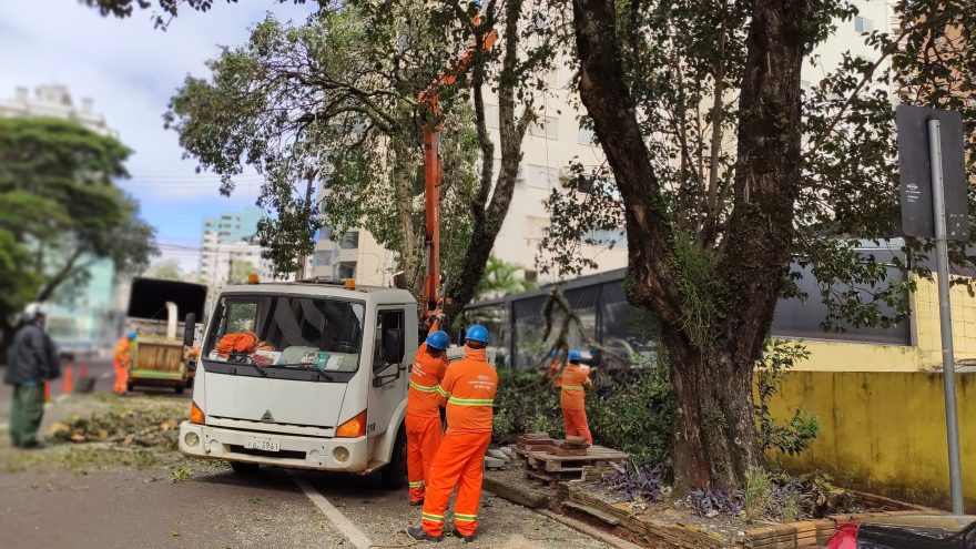 Município derruba árvores podres no Centro