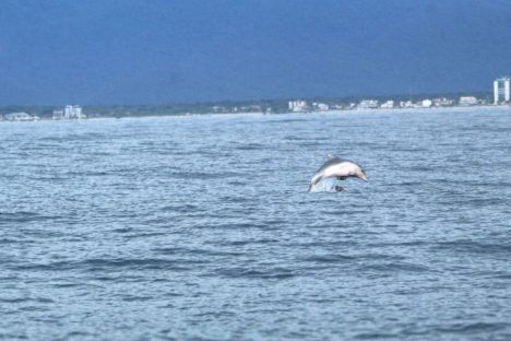 Trabalho do IAT mostra que revitalização da orla de Matinhos não impacta a fauna