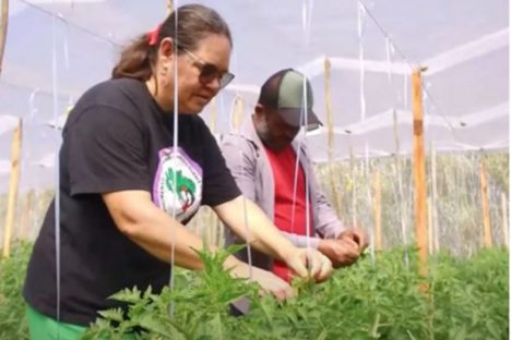 Produtores de orgânicos do Paraná serão premiados por boas práticas no campo