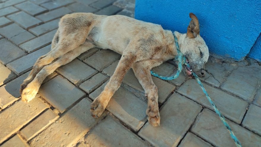 Cachorro retirado de bueiro precisa de resgate urgente
