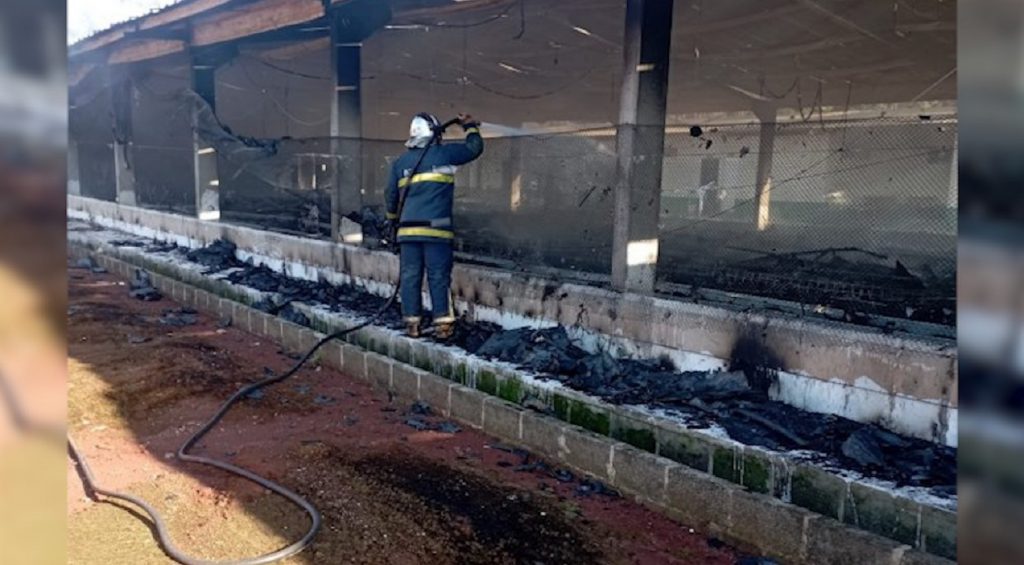 Aves morrem carbonizadas durante incêndio em aviário no interior de Santa Helena