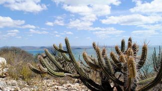Governo recebe proposta para criação de fundo para a Caatinga