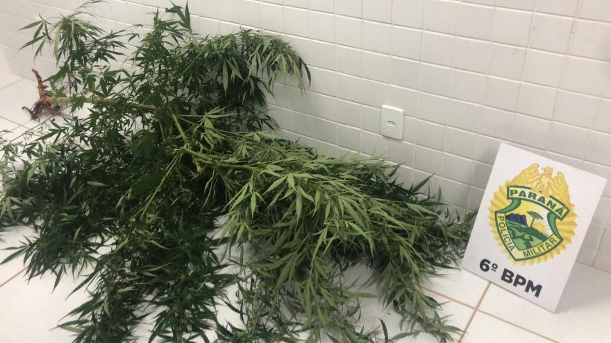 Jovem é preso por plantar maconha em casa no Periolo