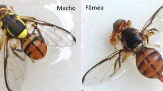 Mosca-da-carambola leva quatro estados à emergência fitossanitária