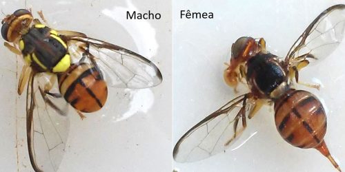 Imagem referente a Mosca-da-carambola leva quatro estados à emergência fitossanitária