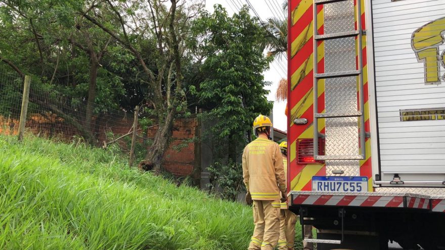 Corpo de Bombeiros é mobilizado para cortar árvore na rua Manoel Ribas