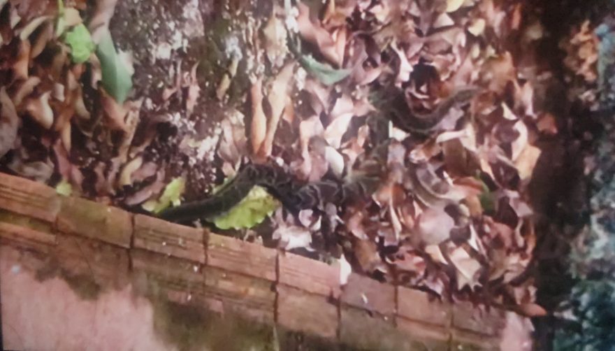 Jararaca em porta de residência é capturada pelo Corpo de Bombeiros no Esmeralda