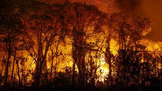 Pantanal tem mais de 3 mil incêndios em novembro; recorde histórico