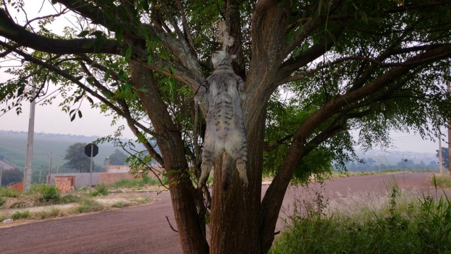 Crueldade: Gata é encontrada enforcada em árvore na Região Norte de Cascavel