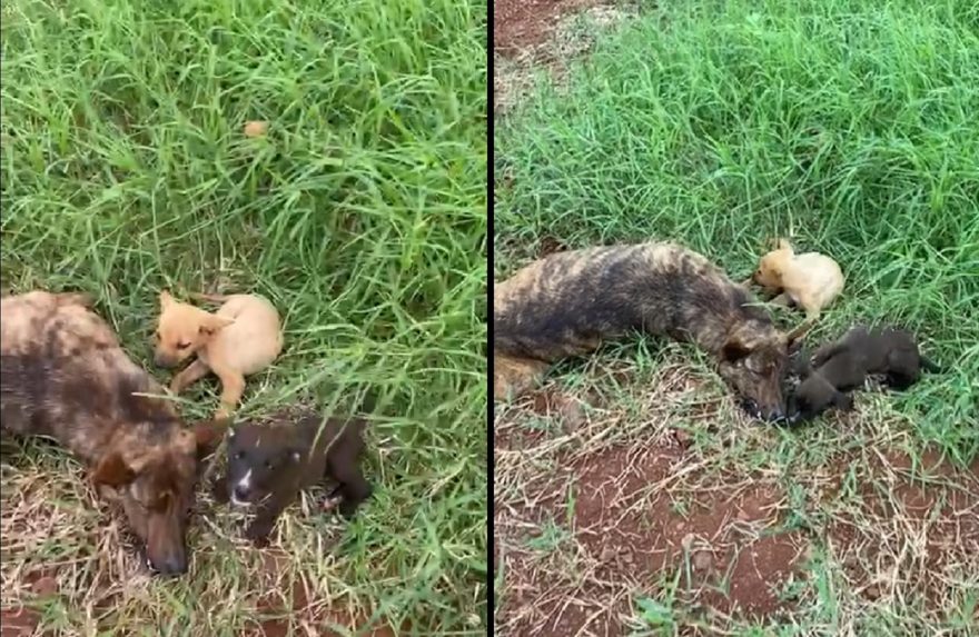 Cadela que estava amamentando é morta e corpo é abandonado junto a filhotes na Estrada Rio da Paz