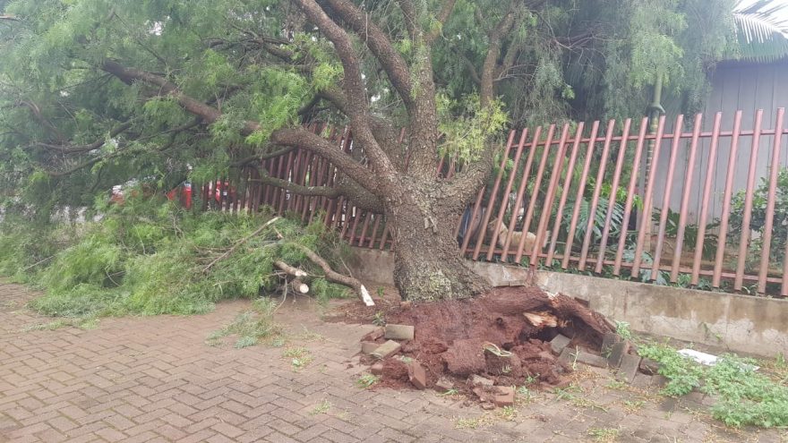 Árvore de grande porte atinge residência no Bairro Pacaembu
