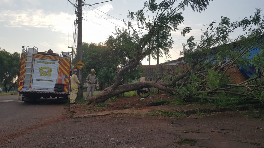 Queda de árvore no Cascavel Velho mobiliza Corpo de Bombeiros