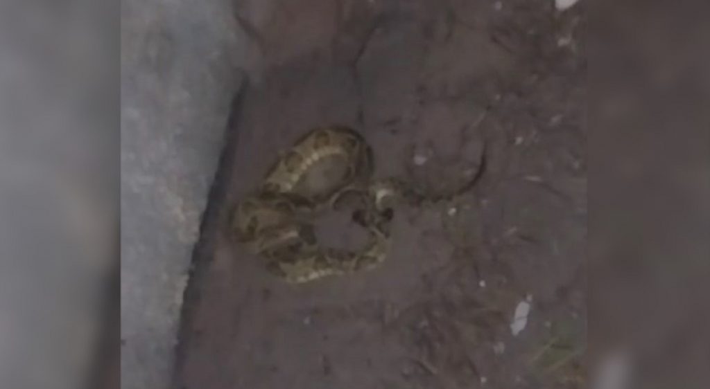 Bombeiros capturam cobra cascavel em residência e moradora reclama de terreno com matagal no Jardim Montreal
