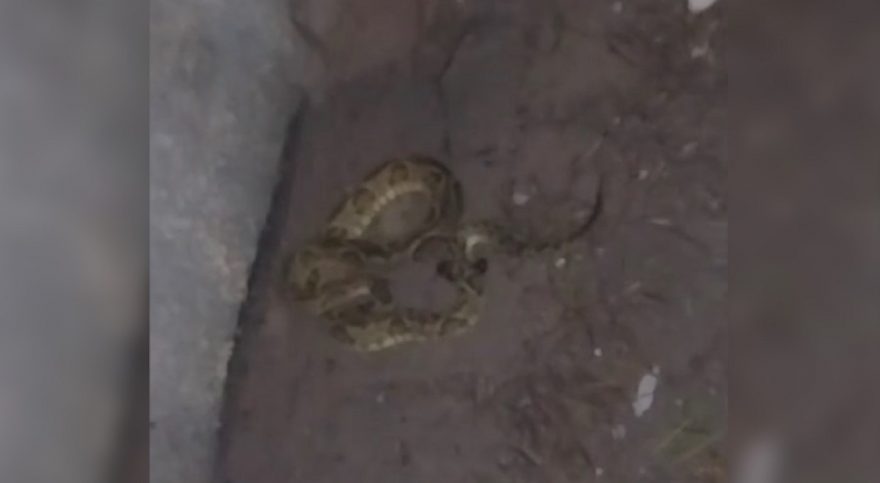 Bombeiros capturam cobra cascavel em residência e moradora reclama de terreno com matagal no Jardim Montreal
