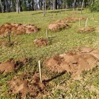 IDR-Paraná intensifica capacitação dos produtores para enfrentar a formiga cortadeira
