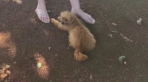 Cachorra desapareceu no Bairro Santa Felicidade Imagem referente a Cachorra desapareceu no Bairro Santa Felicidade