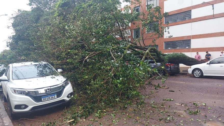 Árvore cai e deixa rua interditada no Centro de Cascavel
