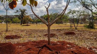 Brasil perde 16% de vegetação herbácea e arbustiva nos últimos 38 anos