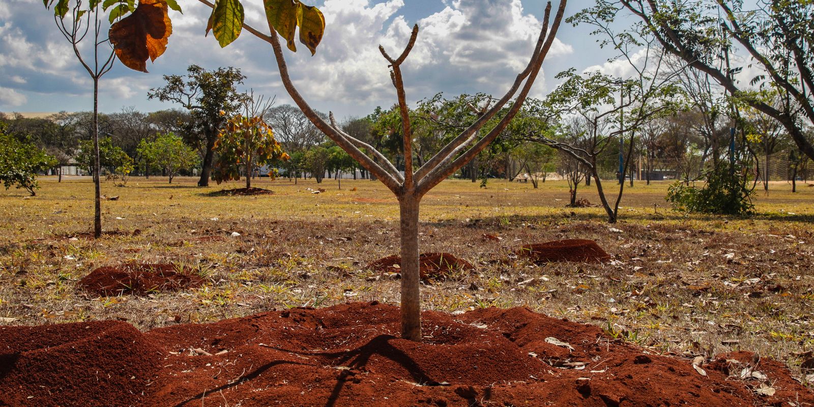 Brasil perde 16% de vegetação herbácea e arbustiva nos últimos 38 anos Brasil perde 16% de vegetação herbácea e arbustiva nos últimos 38 anos