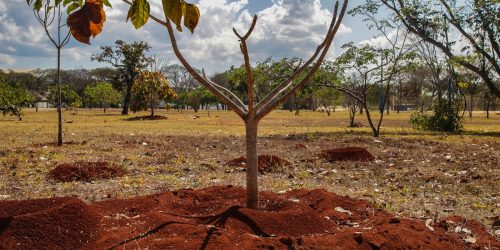 Imagem referente a Brasil perdeu 16% de vegetação herbácea e arbustiva em 38 anos