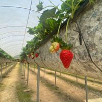 Turismo rural e morangos orgânicos movimentam a região do Miringuava