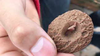 Aluno ganha bolacha recheada com larva em merenda de Colégio Cívico-Militar