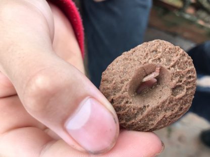 Aluno ganha bolacha recheada com larva em merenda de Colégio Cívico-Militar