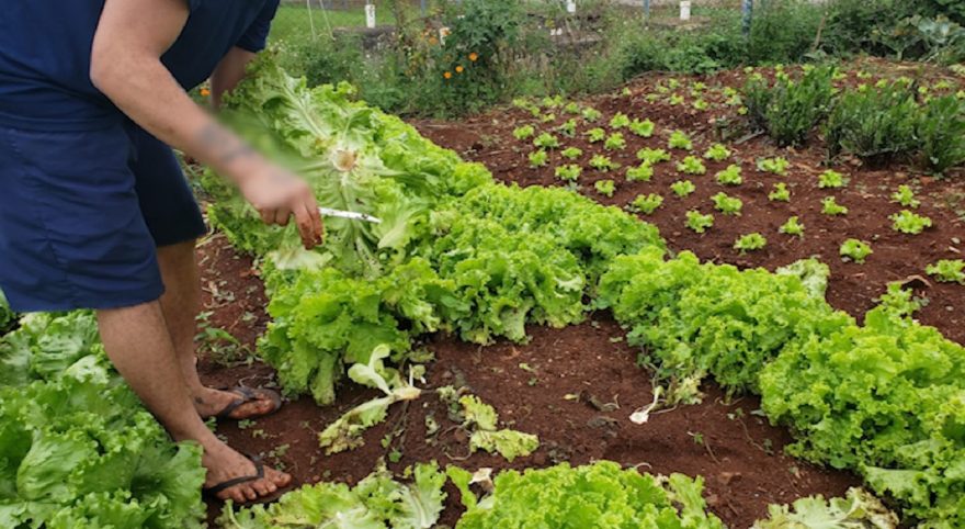 Cense Cascavel 2 realiza doação de saladas para Albergue Noturno