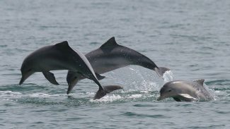 Estudo detecta bactéria da leptospirose em golfinhos e lobos-marinhos