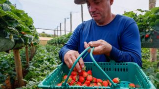 Com Indicação Geográfica, morango do Norte Pioneiro impulsiona renda de pequenos produtores