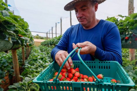 Imagem referente a Com Indicação Geográfica, morango do Norte Pioneiro impulsiona renda de pequenos produtores