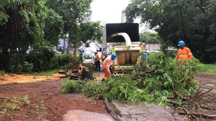 Queda de árvore é registrada na Rua Natal, na Praça dos Mosaicos