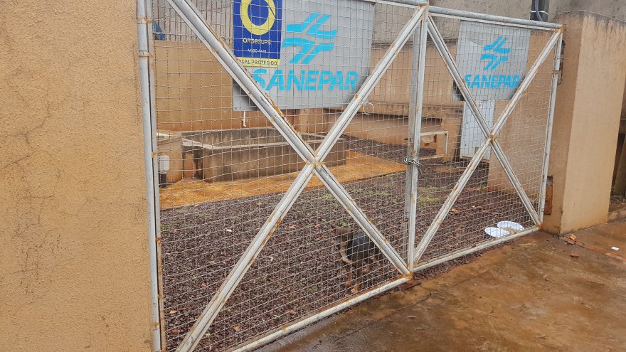 Maus-tratos: Pessoa joga cachorro em estrutura fechada da Sanepar e moradores pedem ajuda