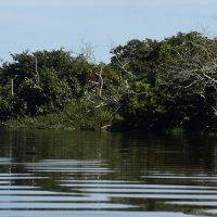BNDES e Petrobras investem na recuperação de manguezais do Brasil