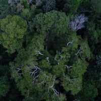 Obra mostra importância da Amazônia e de mais 4 florestas para o clima